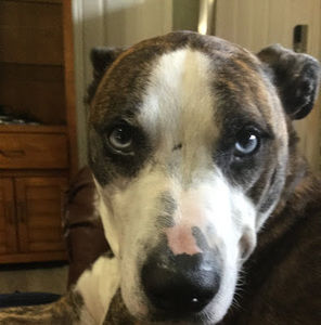 Meet your Posher, Timmy